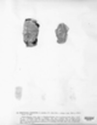 Pertusaria pertusa image